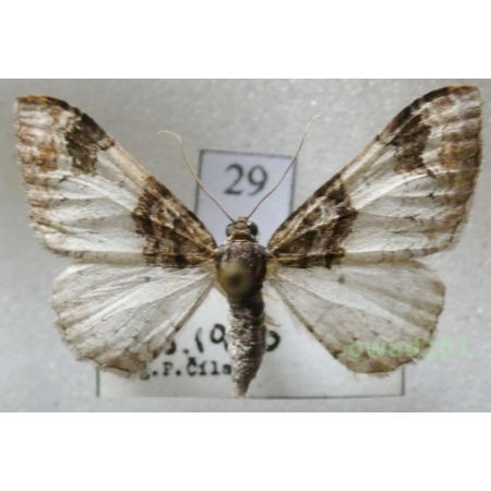 Catarhoe cuculata (Hufnagel, 1767) Paśnik kukułczak Czech29